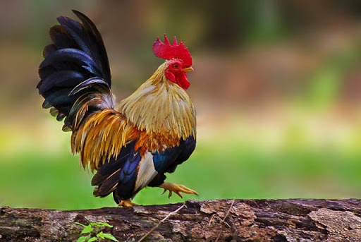 Bantam chicken